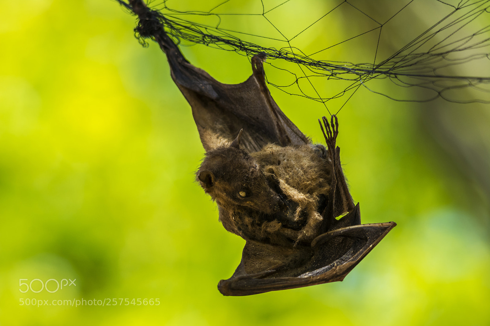 Nikon D7100 sample photo. Bat photography