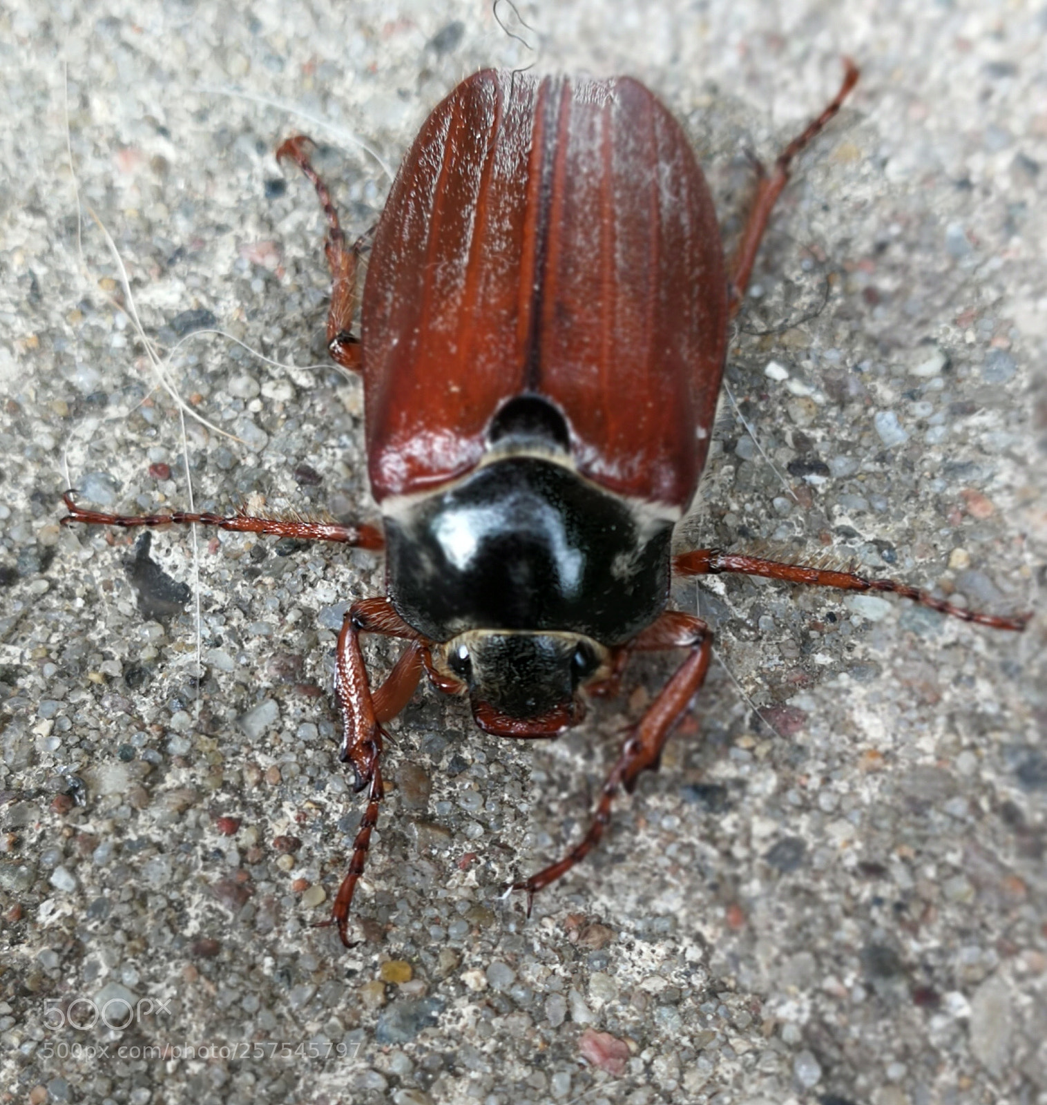 HUAWEI P10 sample photo. Untitled photography