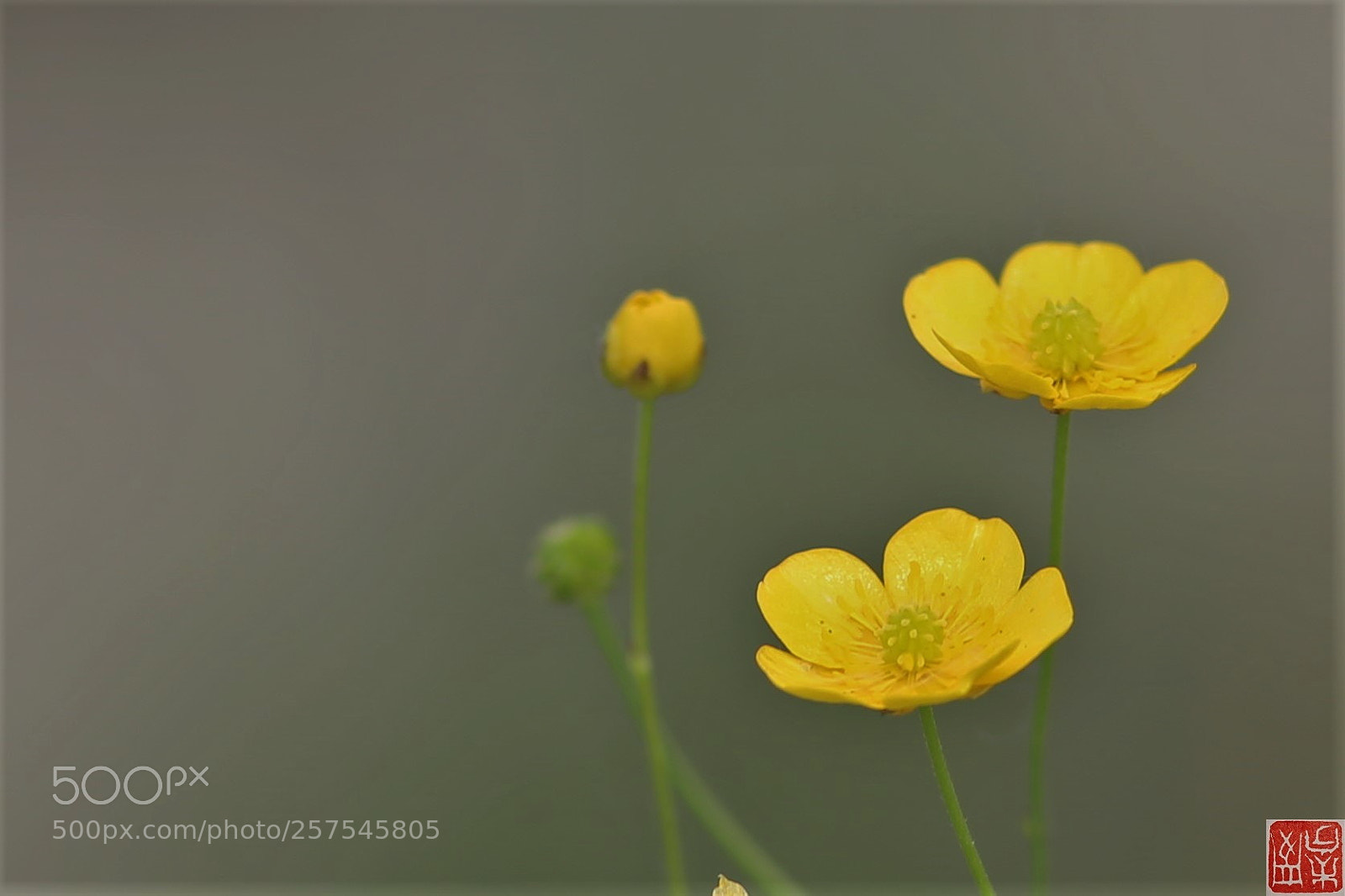 Canon EOS 6D sample photo. Ranuncolus photography