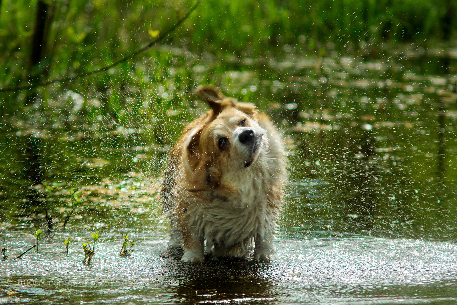 Sony SLT-A77 sample photo. Drops photography