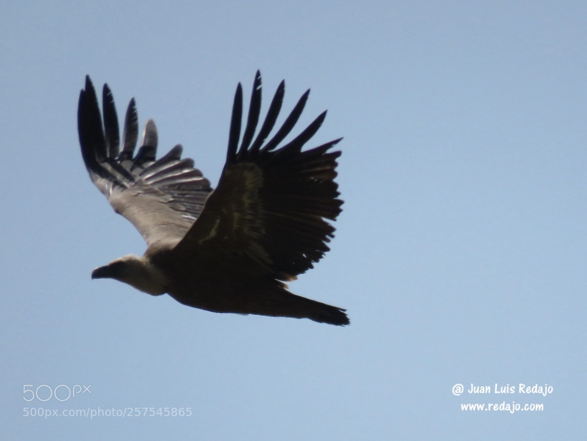 Canon PowerShot SX60 HS sample photo. Gyps fulvus photography