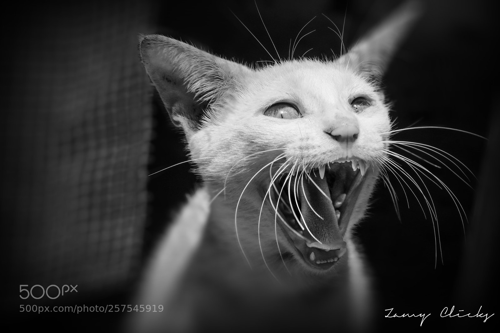 Canon EOS 70D sample photo. Cat yawn photography