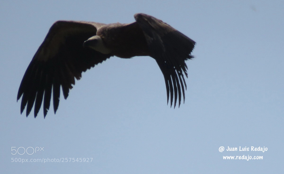 Canon PowerShot SX60 HS sample photo. Gyps fulvus photography
