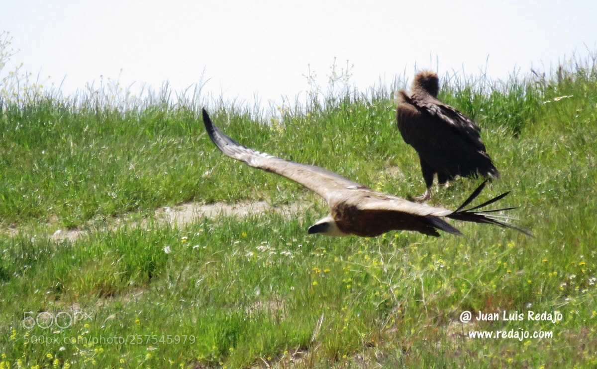 Canon PowerShot SX60 HS sample photo. Gyps fulvus photography