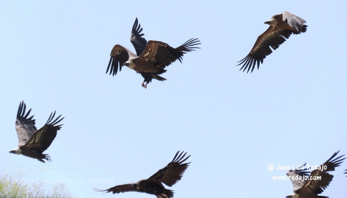 Canon PowerShot SX60 HS sample photo. Vultures photography