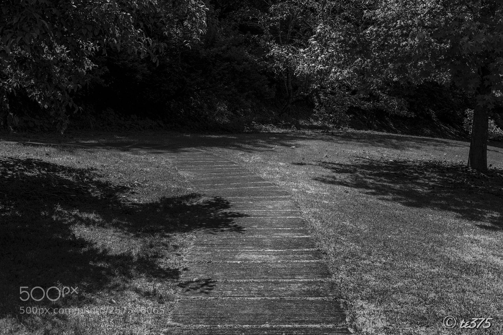 Sigma dp2 Quattro sample photo. A path #1 photography