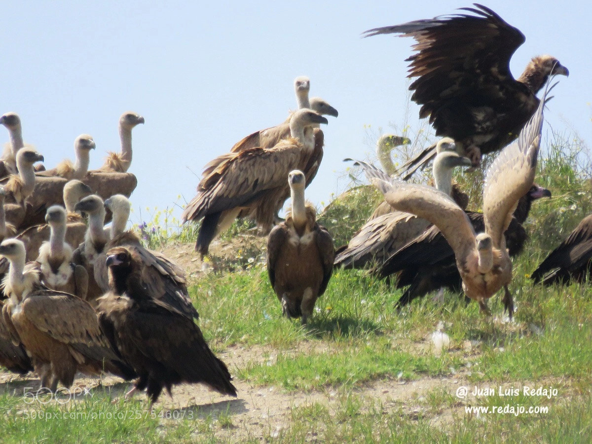 Canon PowerShot SX60 HS sample photo. Vultures
 photography