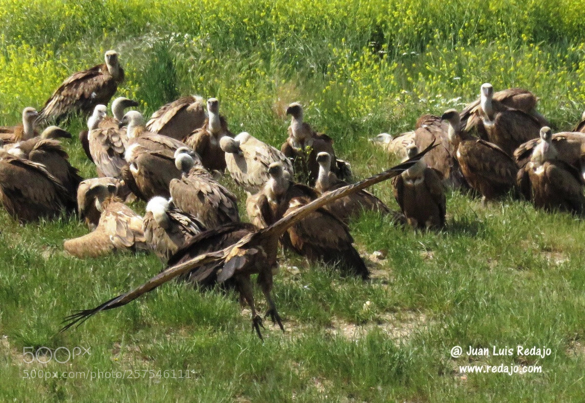 Canon PowerShot SX60 HS sample photo. Vultures photography