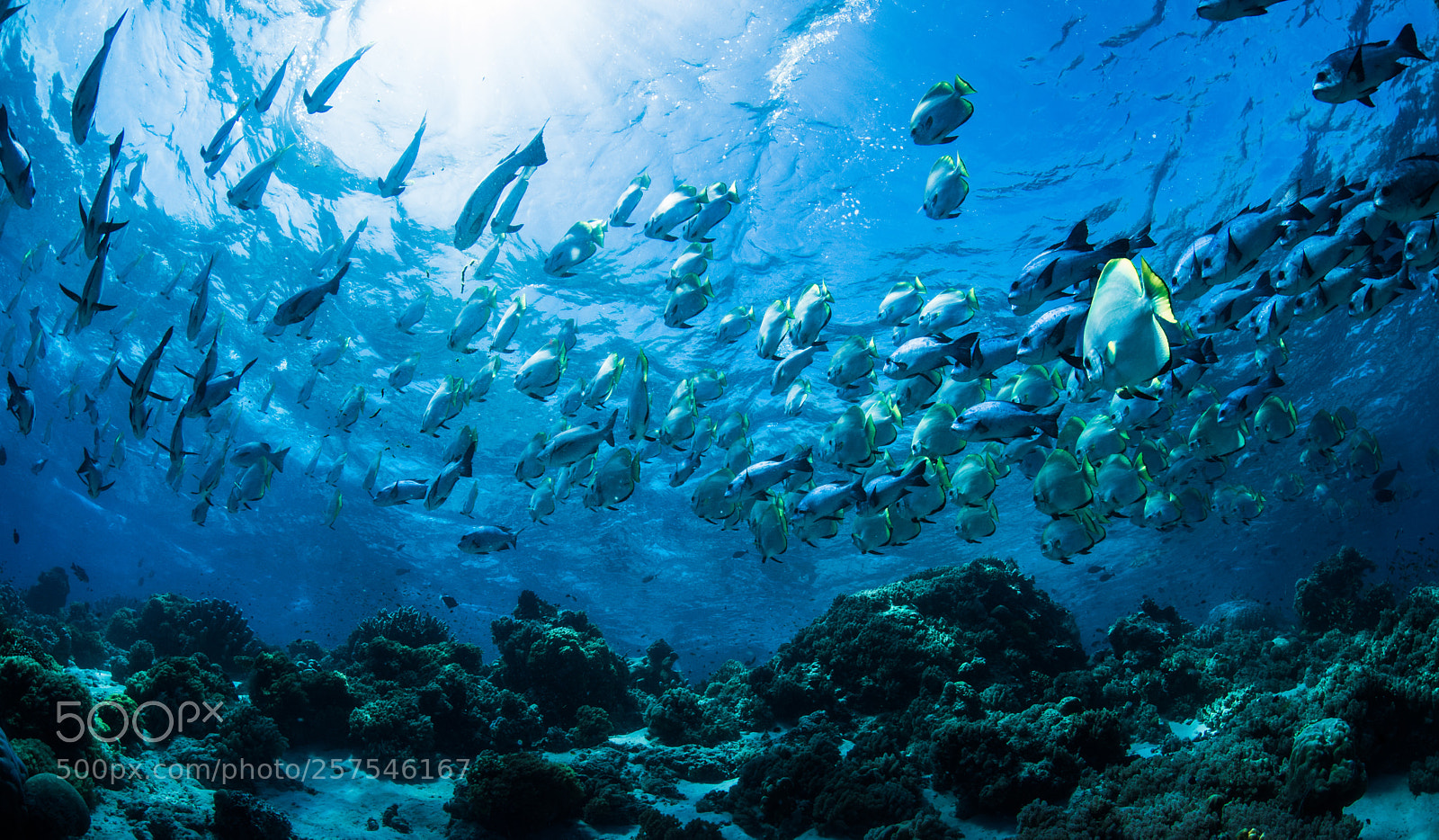 Nikon D810 sample photo. Batfish photography