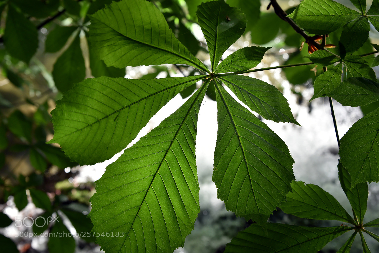 Nikon D750 sample photo. Life in green photography