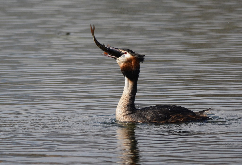 Nikon D7100 + Sigma 150-500mm F5-6.3 DG OS HSM sample photo. Grèbe huppé podiceps cristatus - great crested grebeco photography