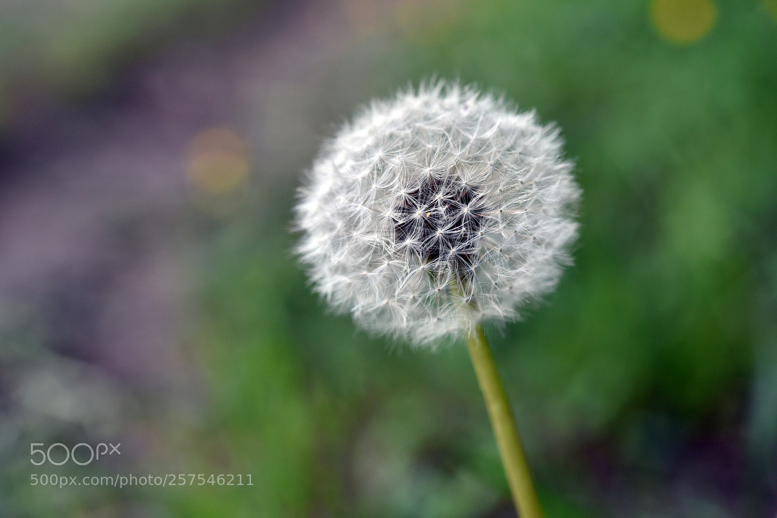 Nikon D750 sample photo. Dandelion photography
