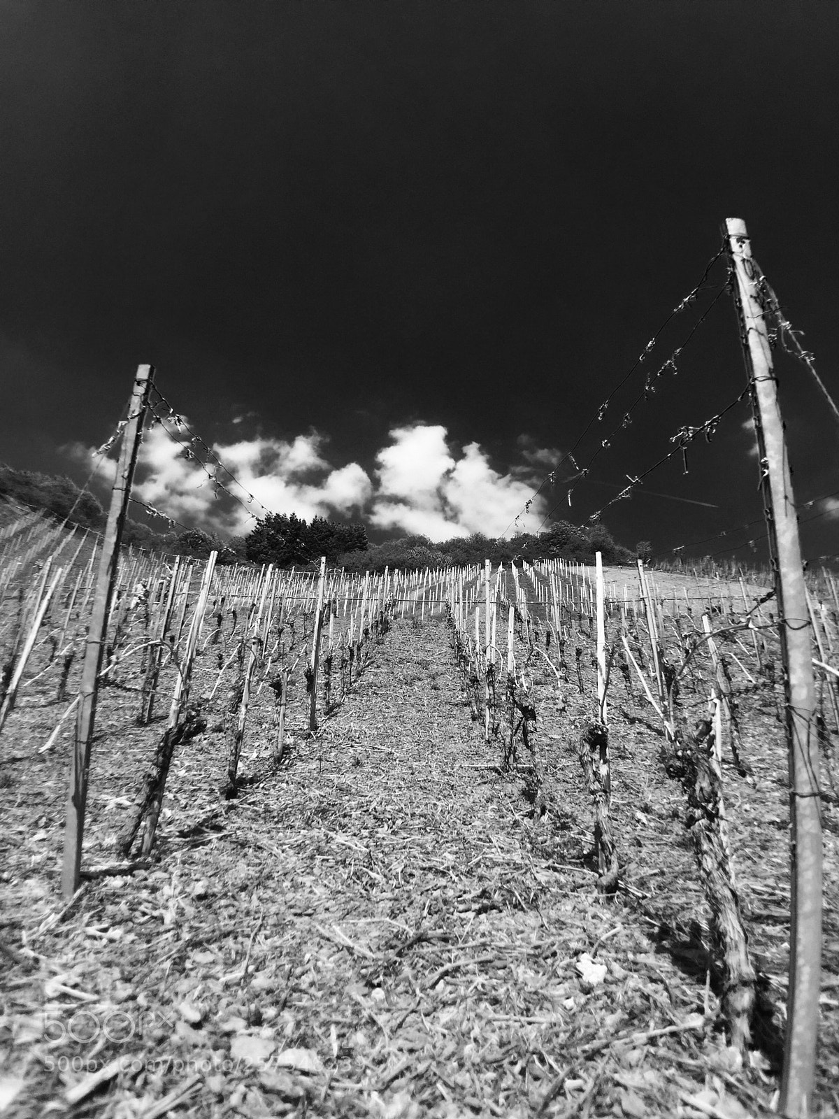 Apple iPhone 6 sample photo. Wein photography