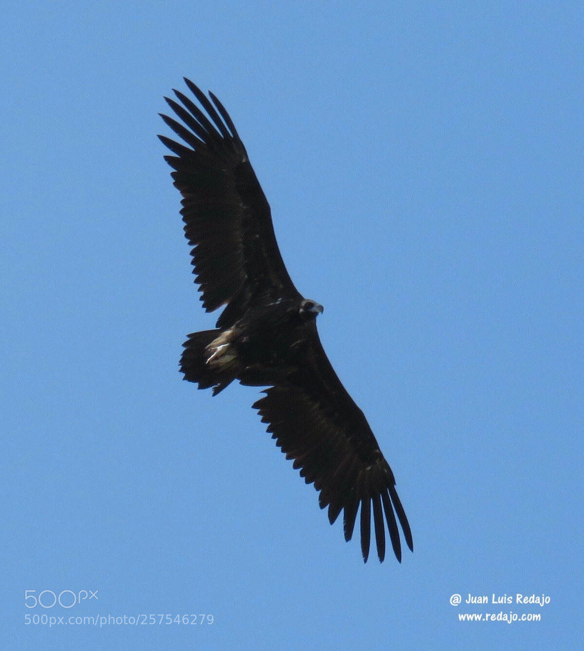 Canon PowerShot SX60 HS sample photo. Vultures photography