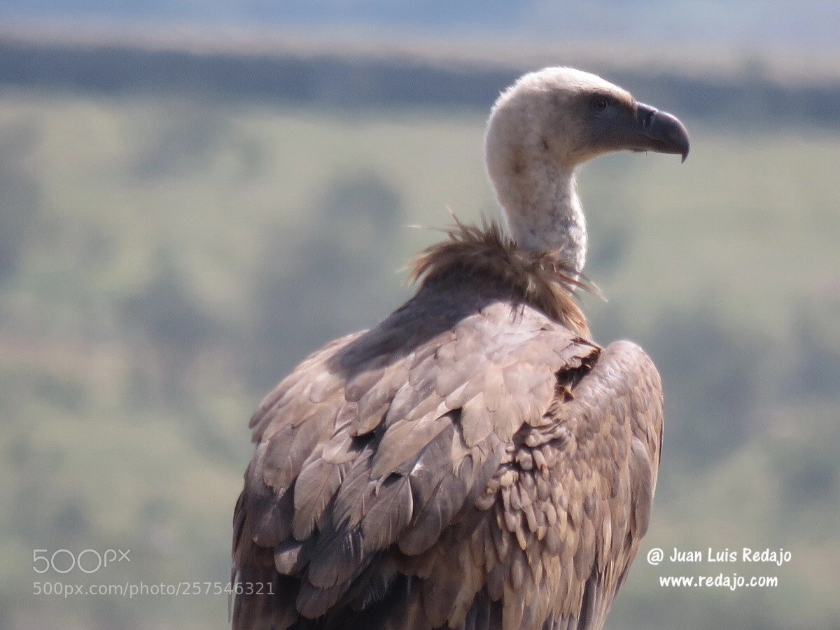 Canon PowerShot SX60 HS sample photo. Vultures photography