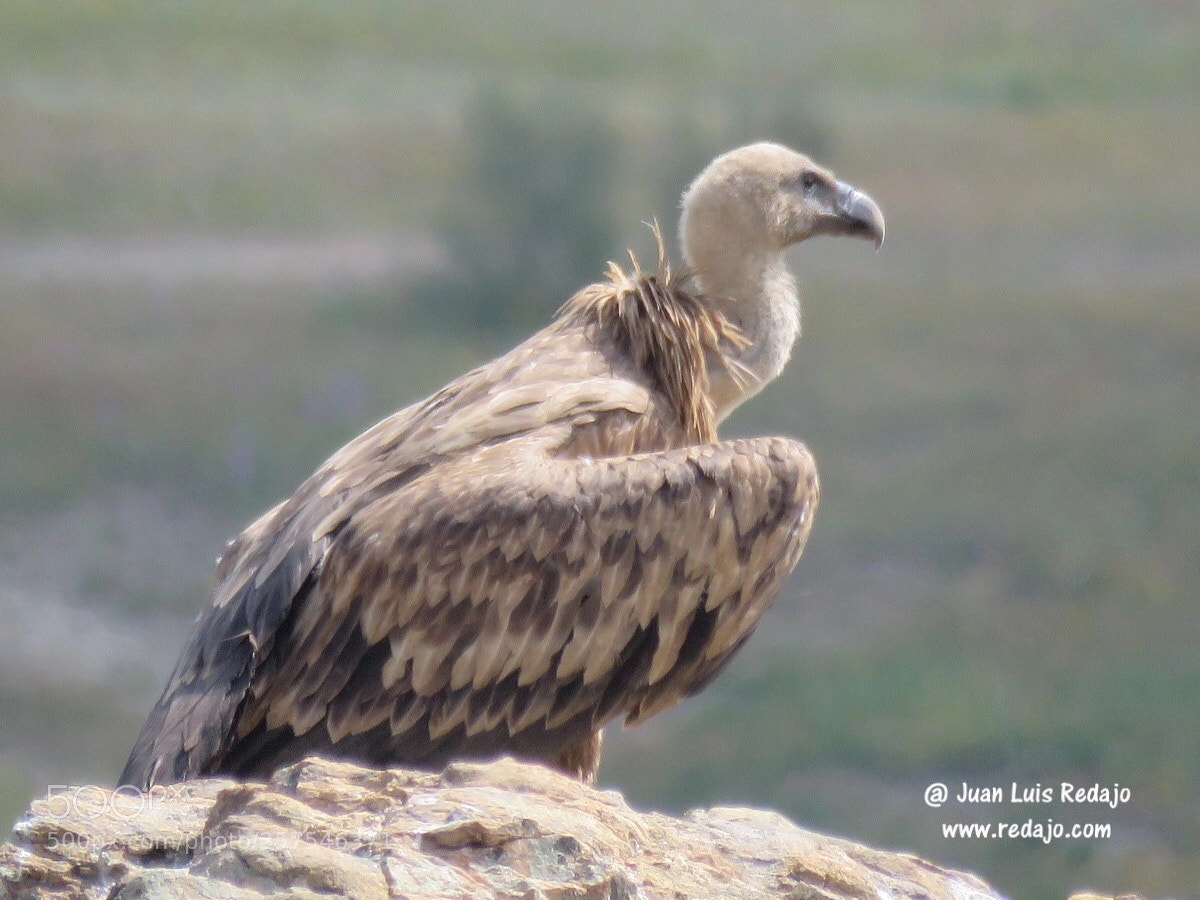 Canon PowerShot SX60 HS sample photo. Vultures photography