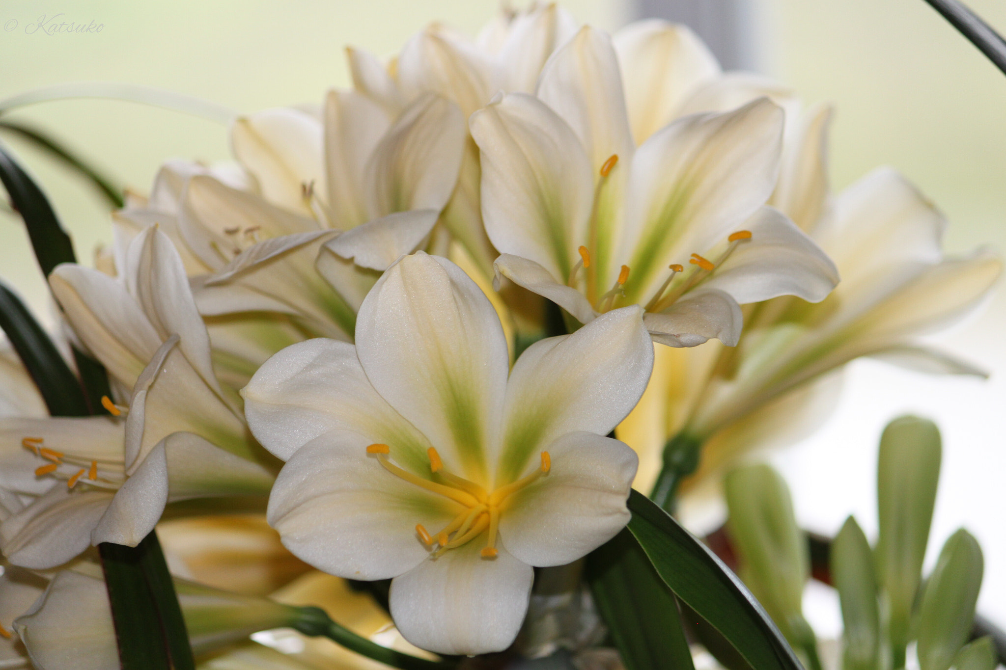 Canon EOS 500D (EOS Rebel T1i / EOS Kiss X3) sample photo. Kaffir lily photography