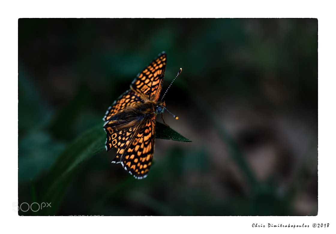 Nikon D7000 sample photo. An orange one photography
