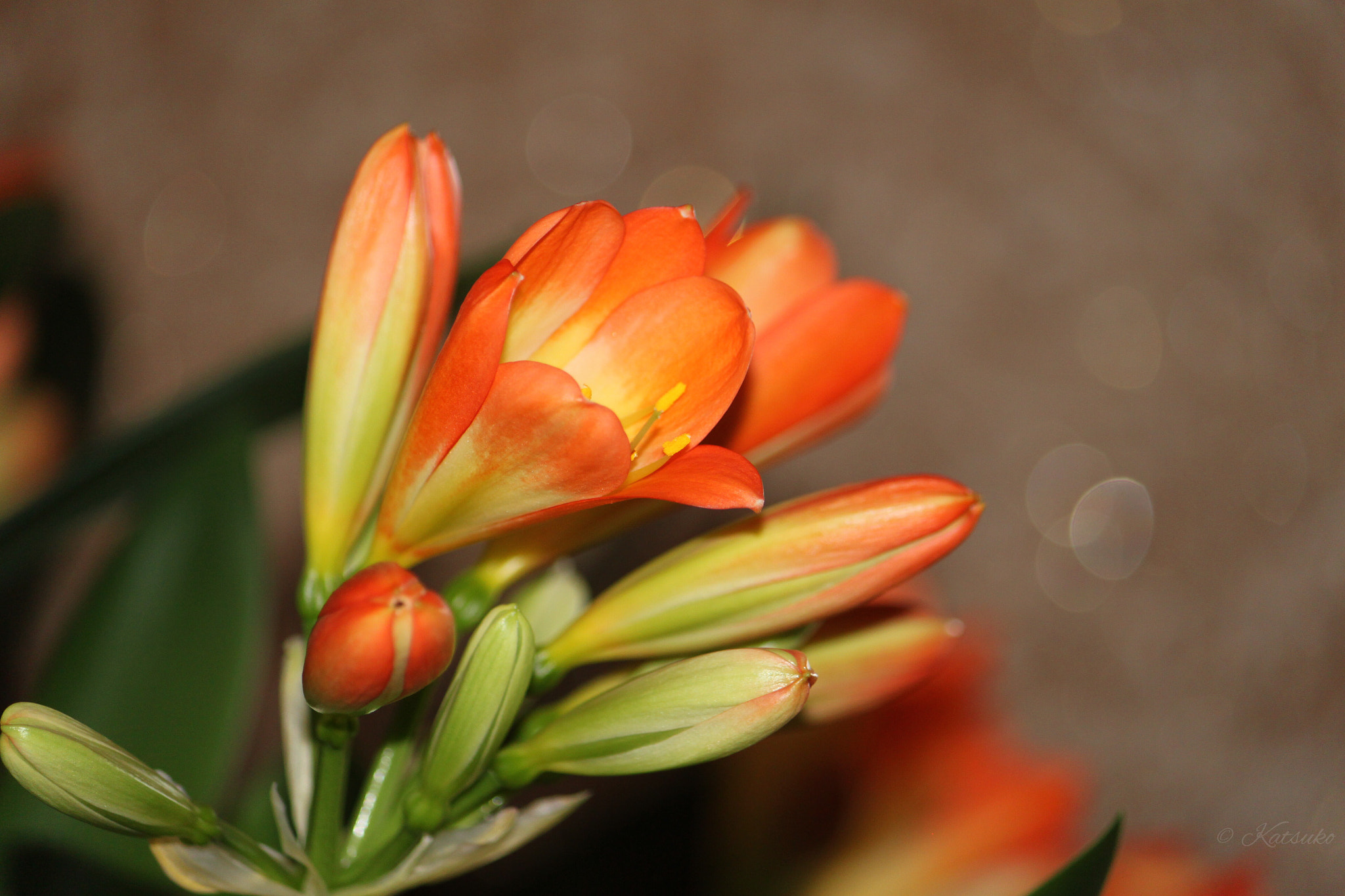 Canon EOS 500D (EOS Rebel T1i / EOS Kiss X3) sample photo. Kaffir lily photography