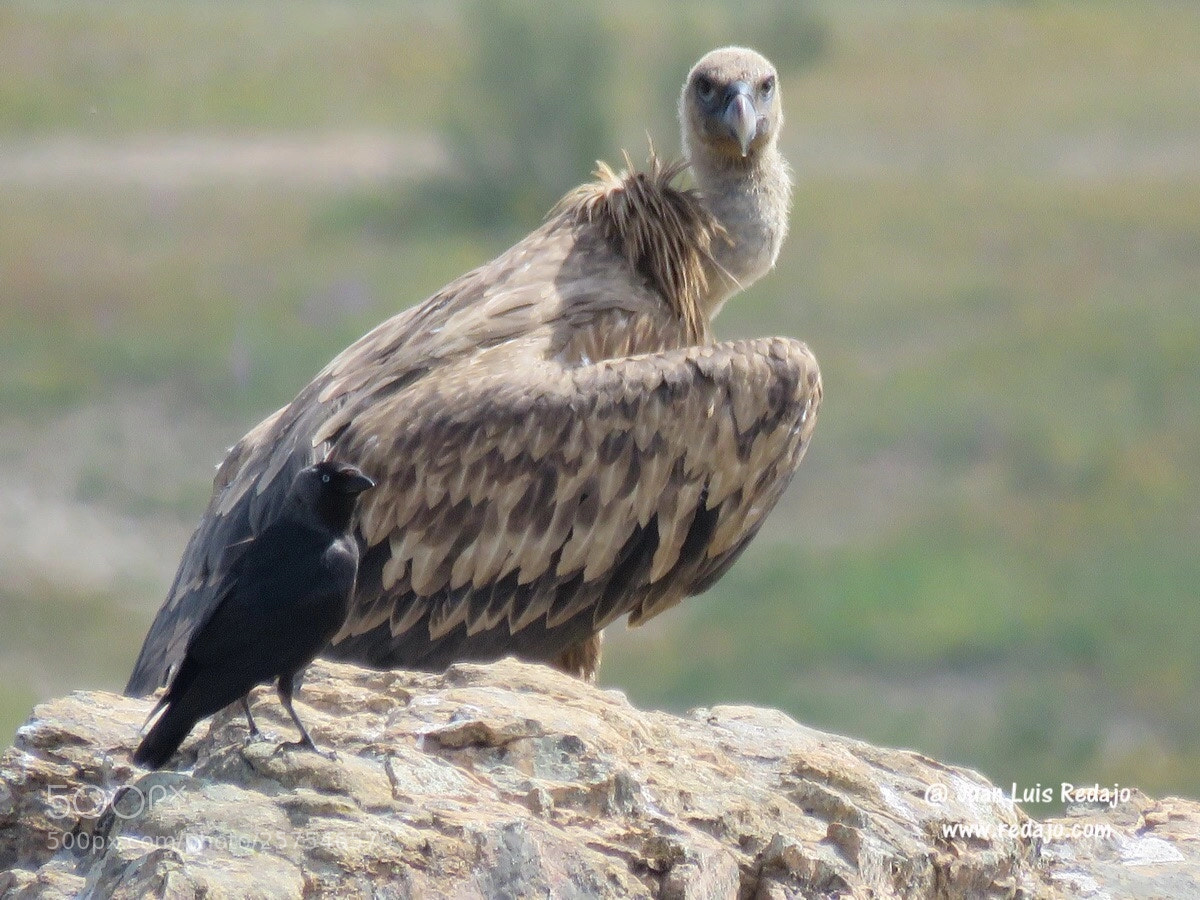 Canon PowerShot SX60 HS sample photo. Vultures photography