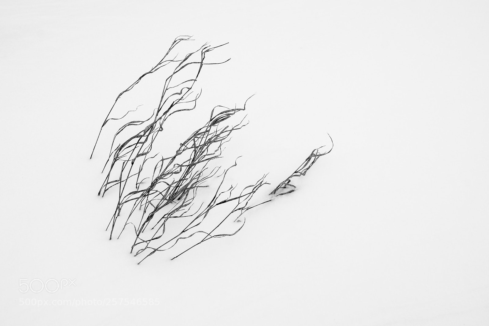 Sony a7 II sample photo. Grass in the snow photography