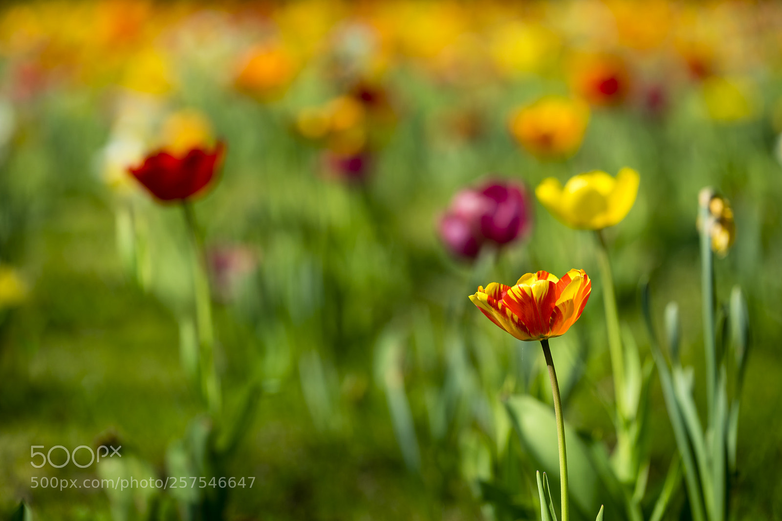 Sony a7 II sample photo. Tulip 1 photography