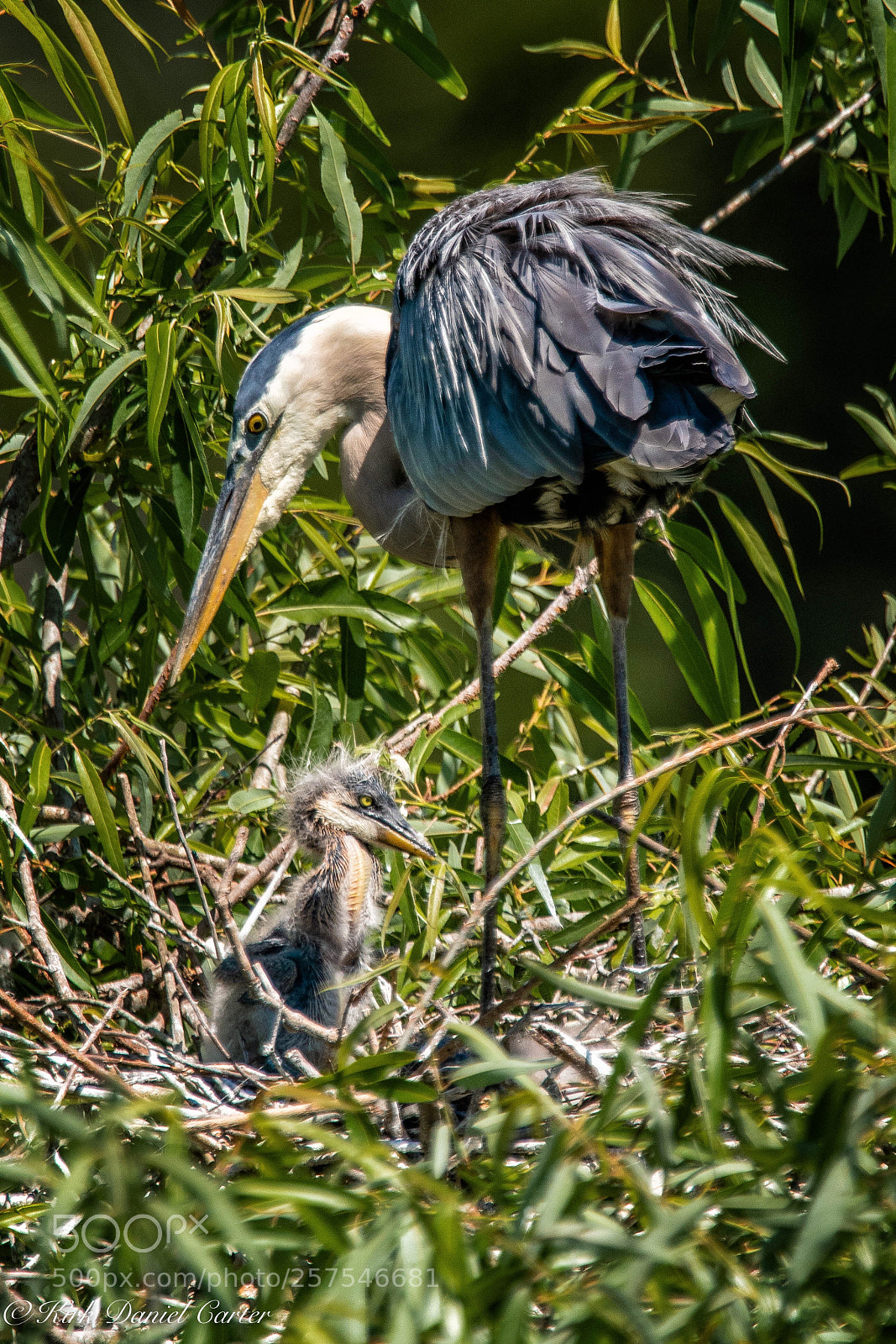 Nikon D500 sample photo. Great blue with chick photography