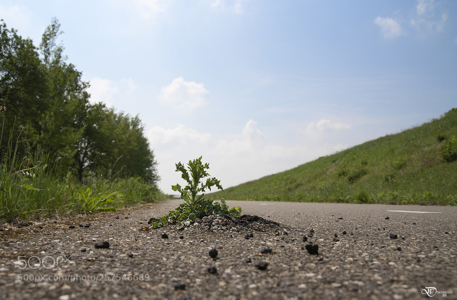 Nikon D750 sample photo. Super thistle photography