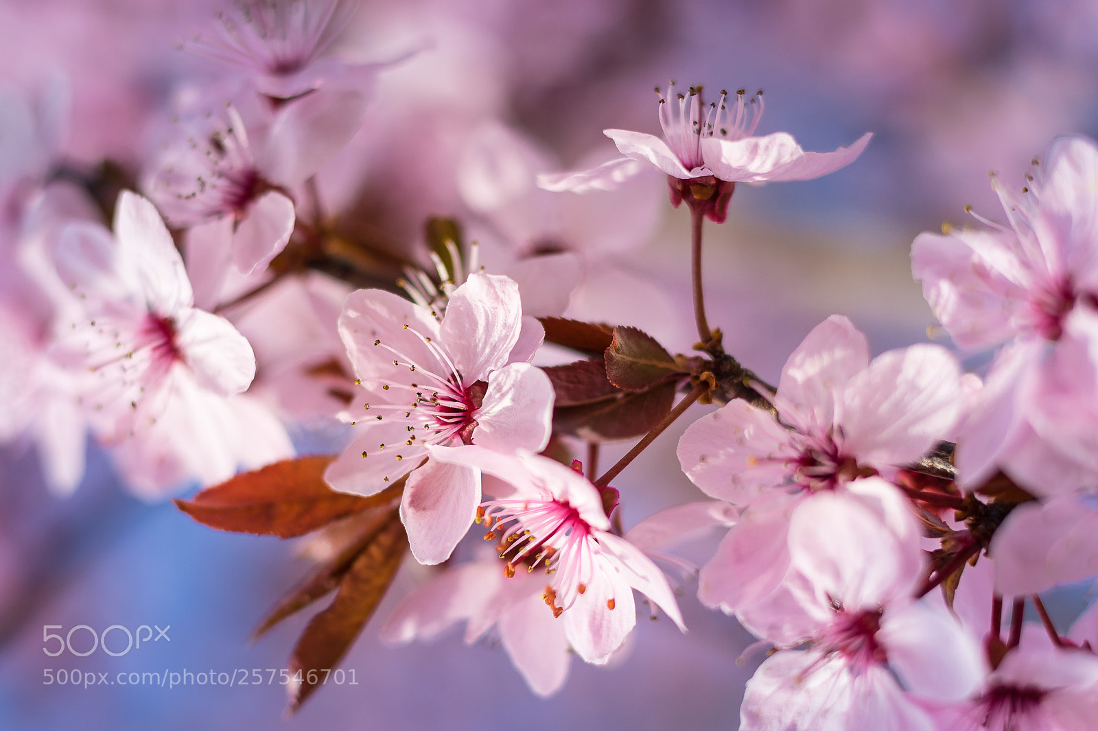 Sony a7 II sample photo. It's spring photography