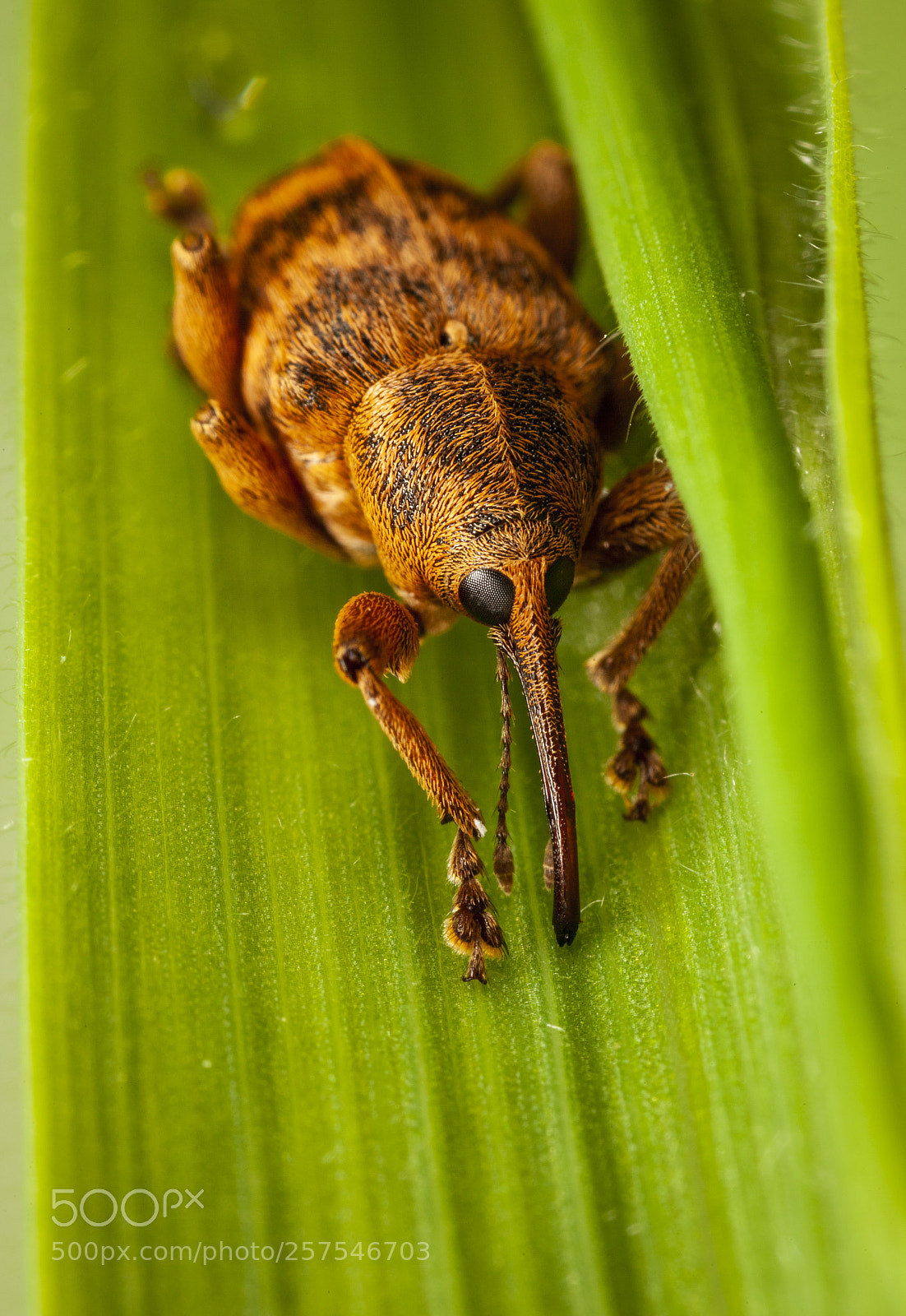 Canon EOS 5D Mark II sample photo. Nut weevil photography