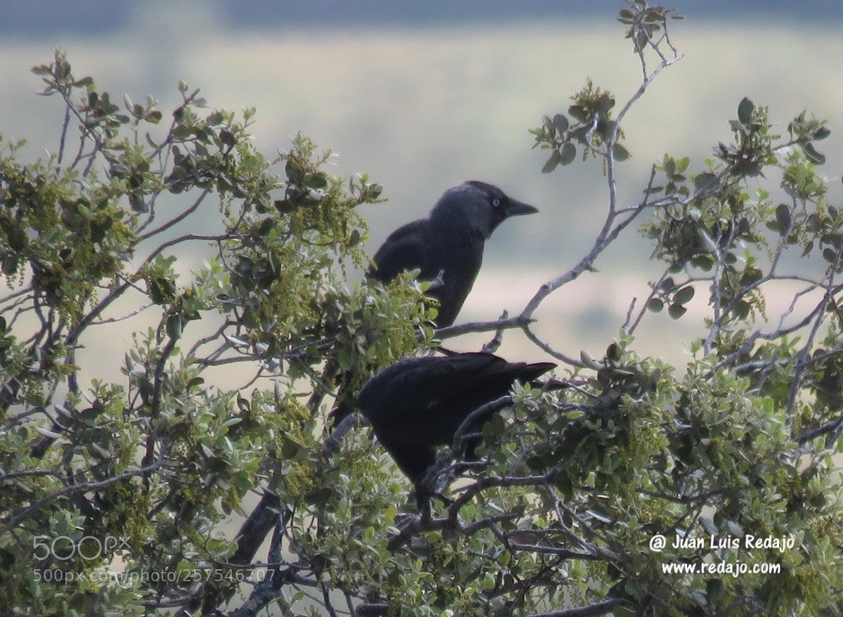 Canon PowerShot SX60 HS sample photo. Corvus monedula photography