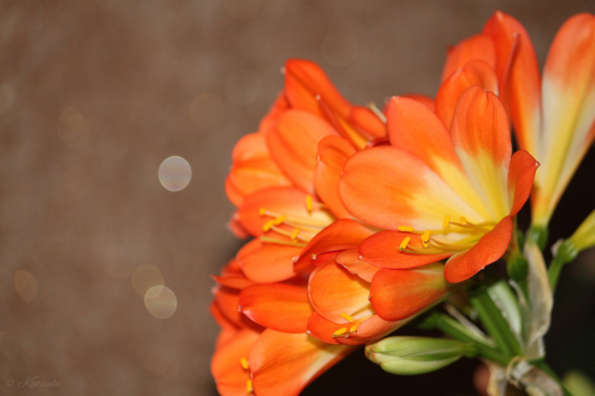 Canon EOS 500D (EOS Rebel T1i / EOS Kiss X3) sample photo. Kaffir lily photography