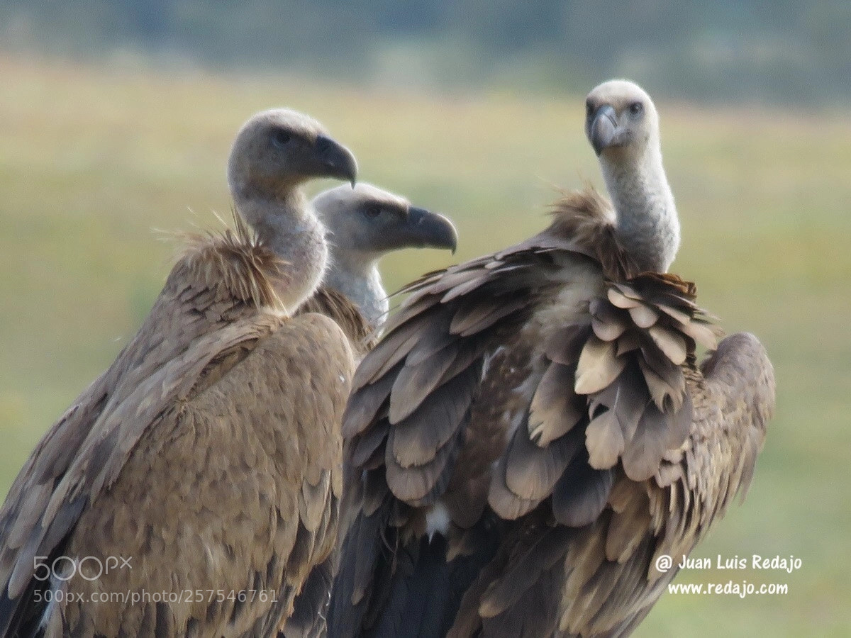 Canon PowerShot SX60 HS sample photo. Vultures photography