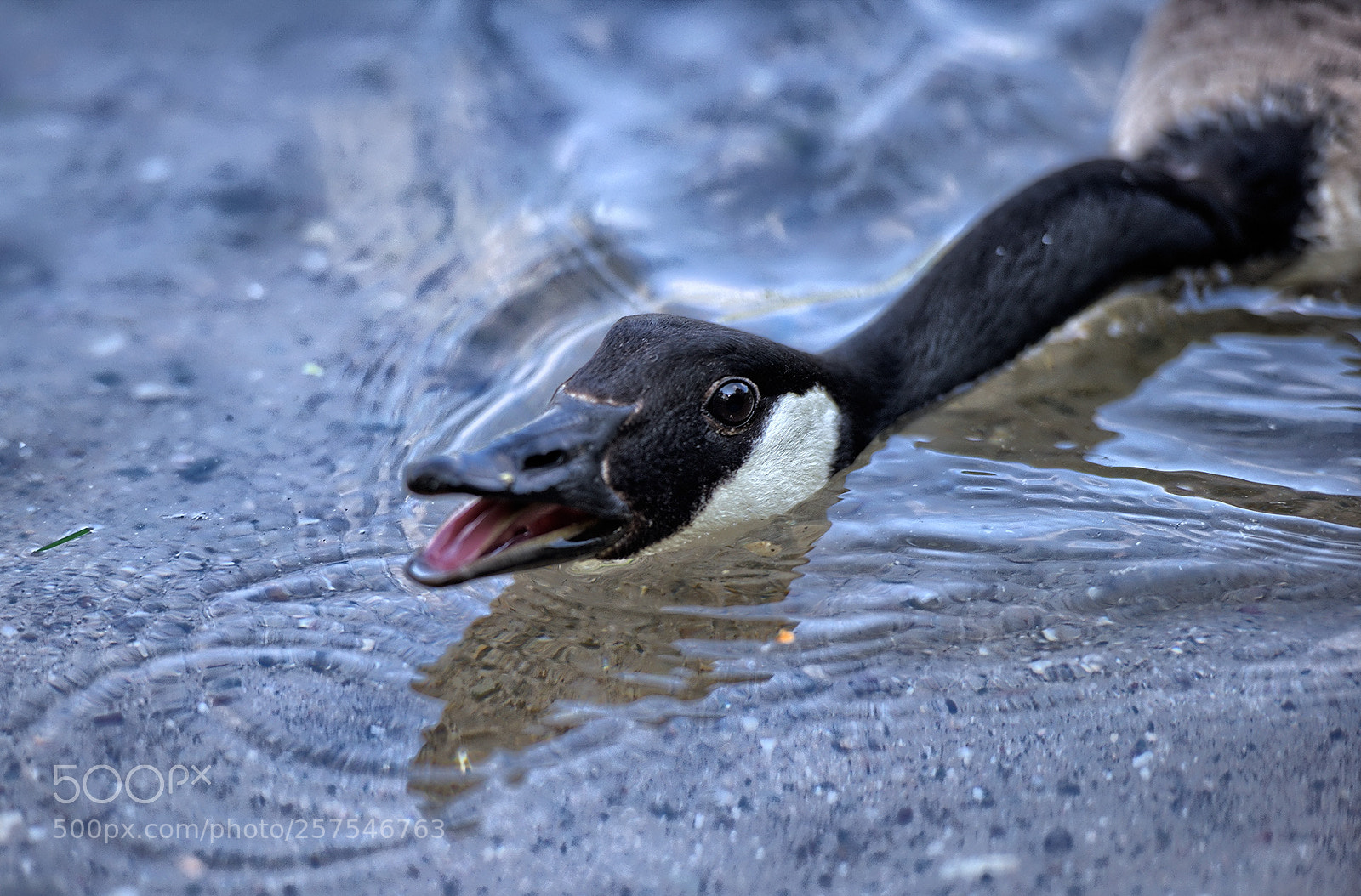 Nikon D800 sample photo. Rivals - a morning photography