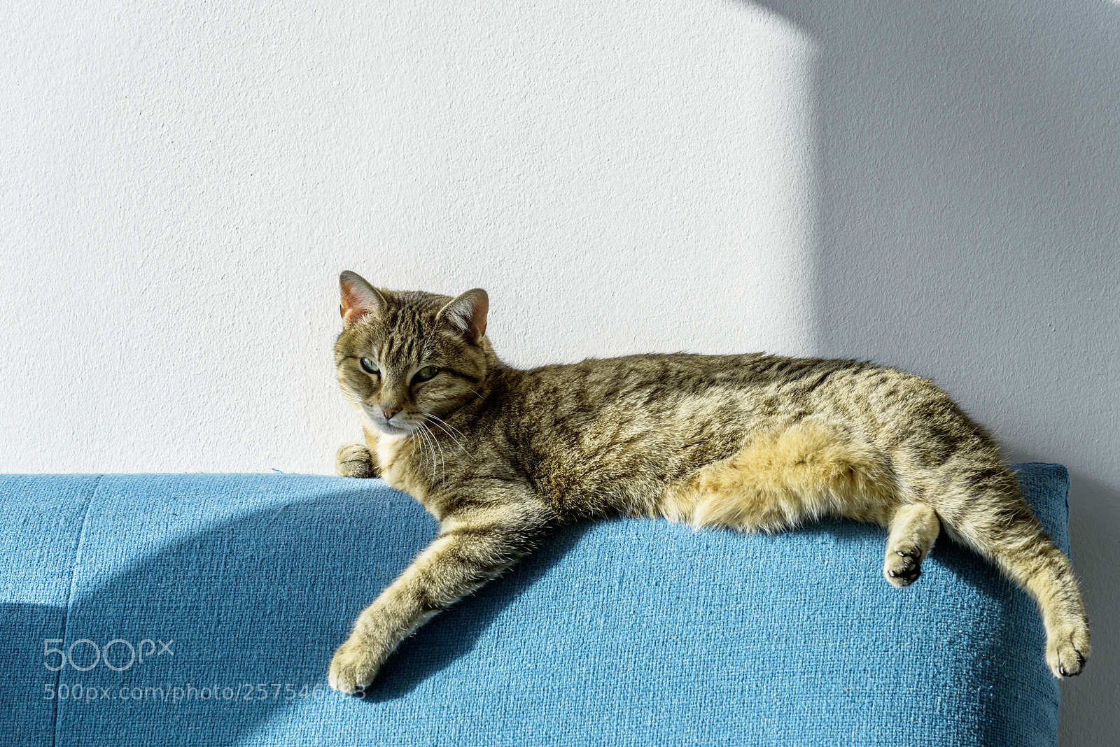 Nikon D800 sample photo. The cat photography