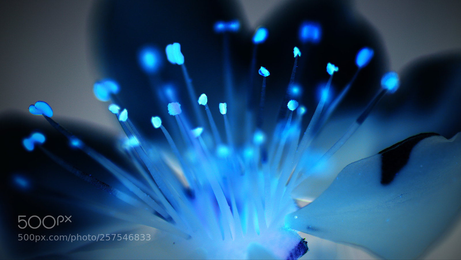 Nikon D5300 sample photo. Disco flower photography