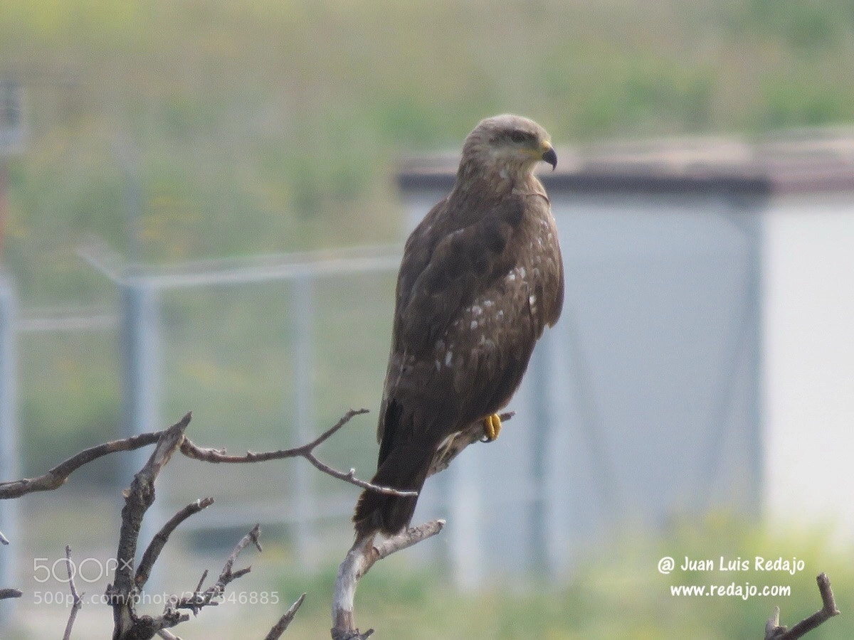 Canon PowerShot SX60 HS sample photo. Milvus migrans  photography