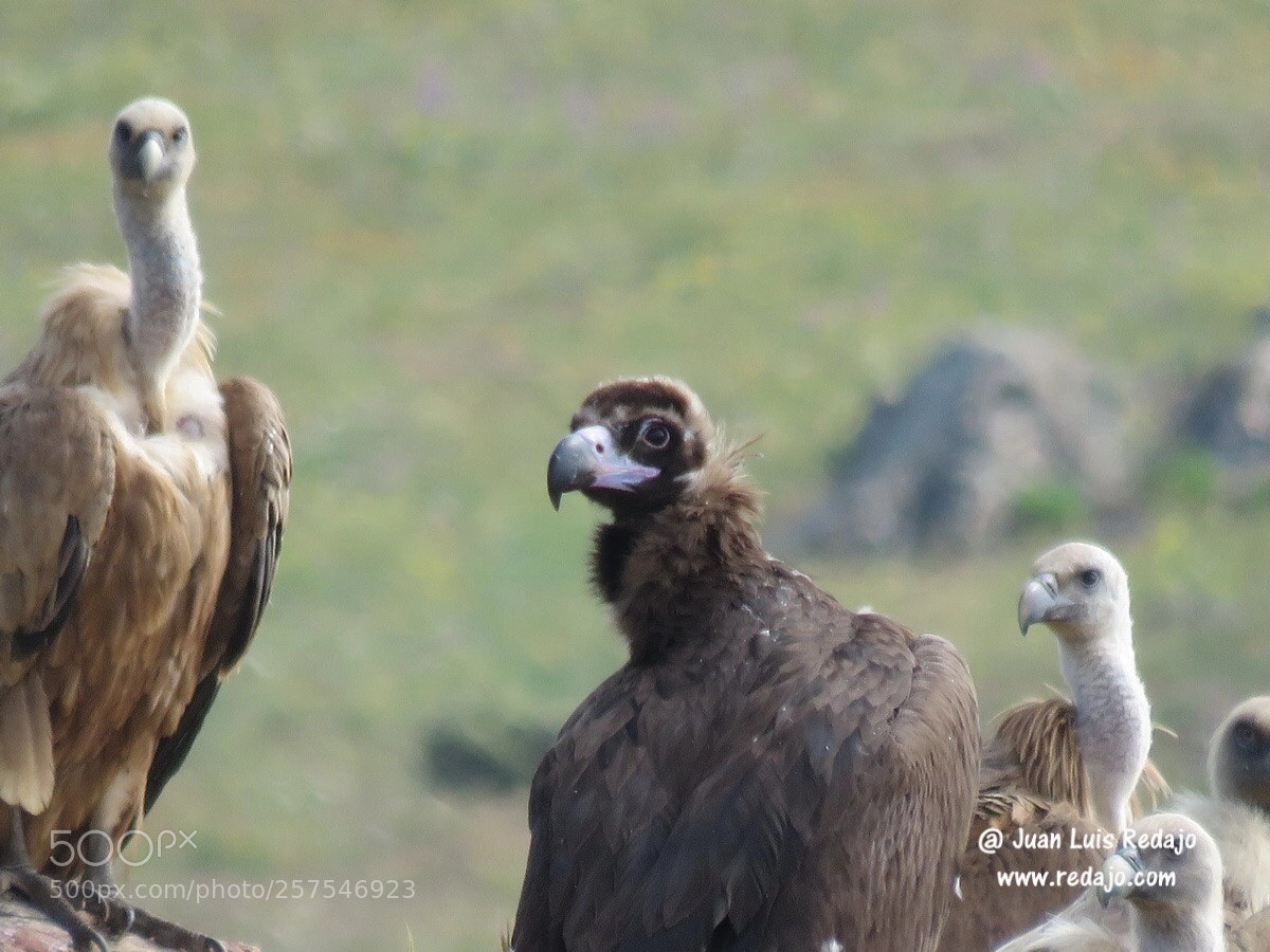 Canon PowerShot SX60 HS sample photo. Vultures photography