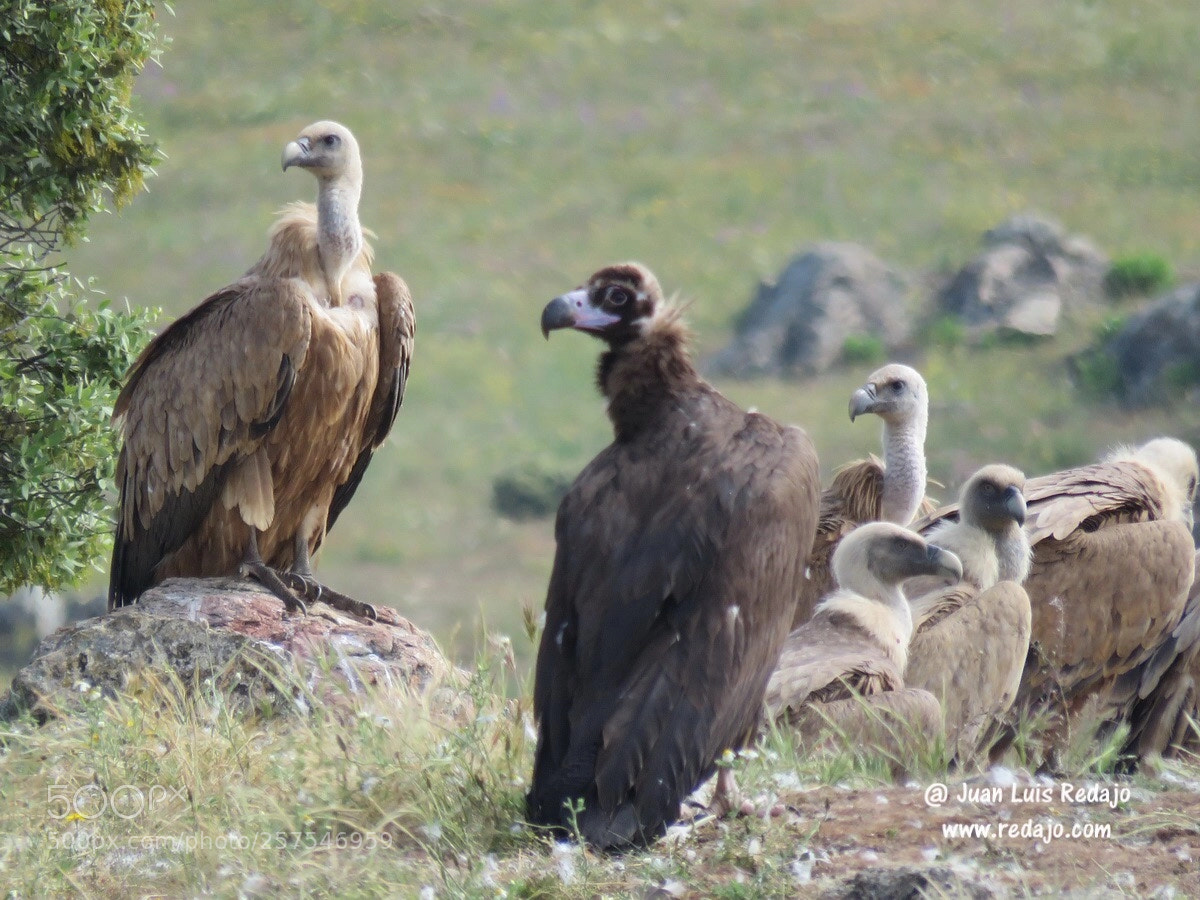 Canon PowerShot SX60 HS sample photo. Vultures photography