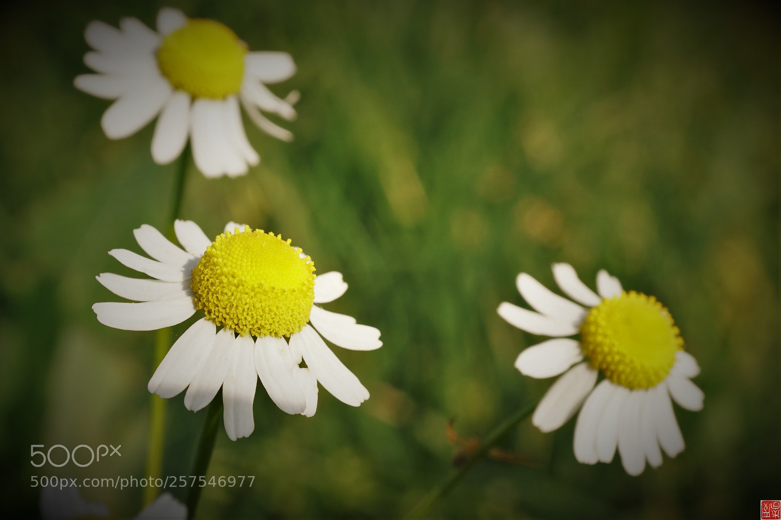 Sony a6500 sample photo. Matricaria chamomilla photography