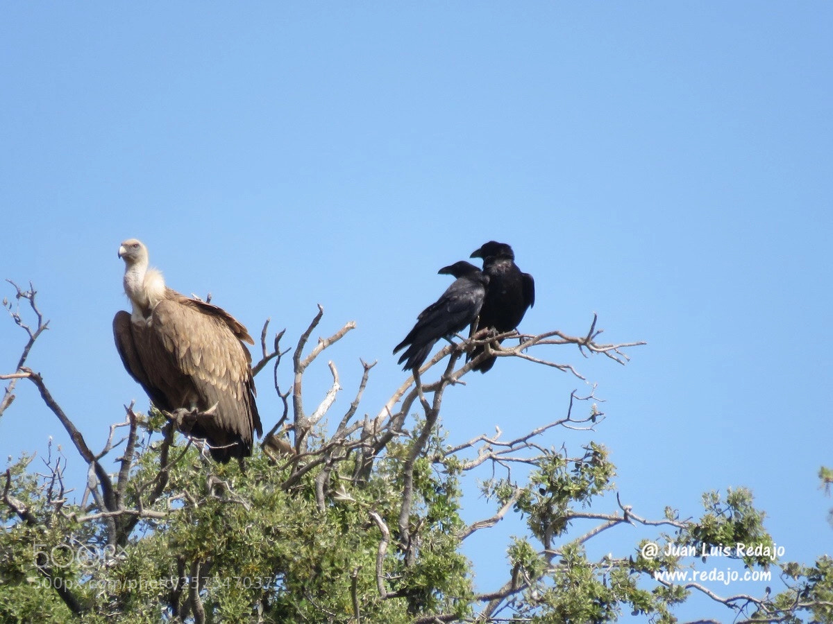 Canon PowerShot SX60 HS sample photo. Gyps fulvus & corvus monedula photography