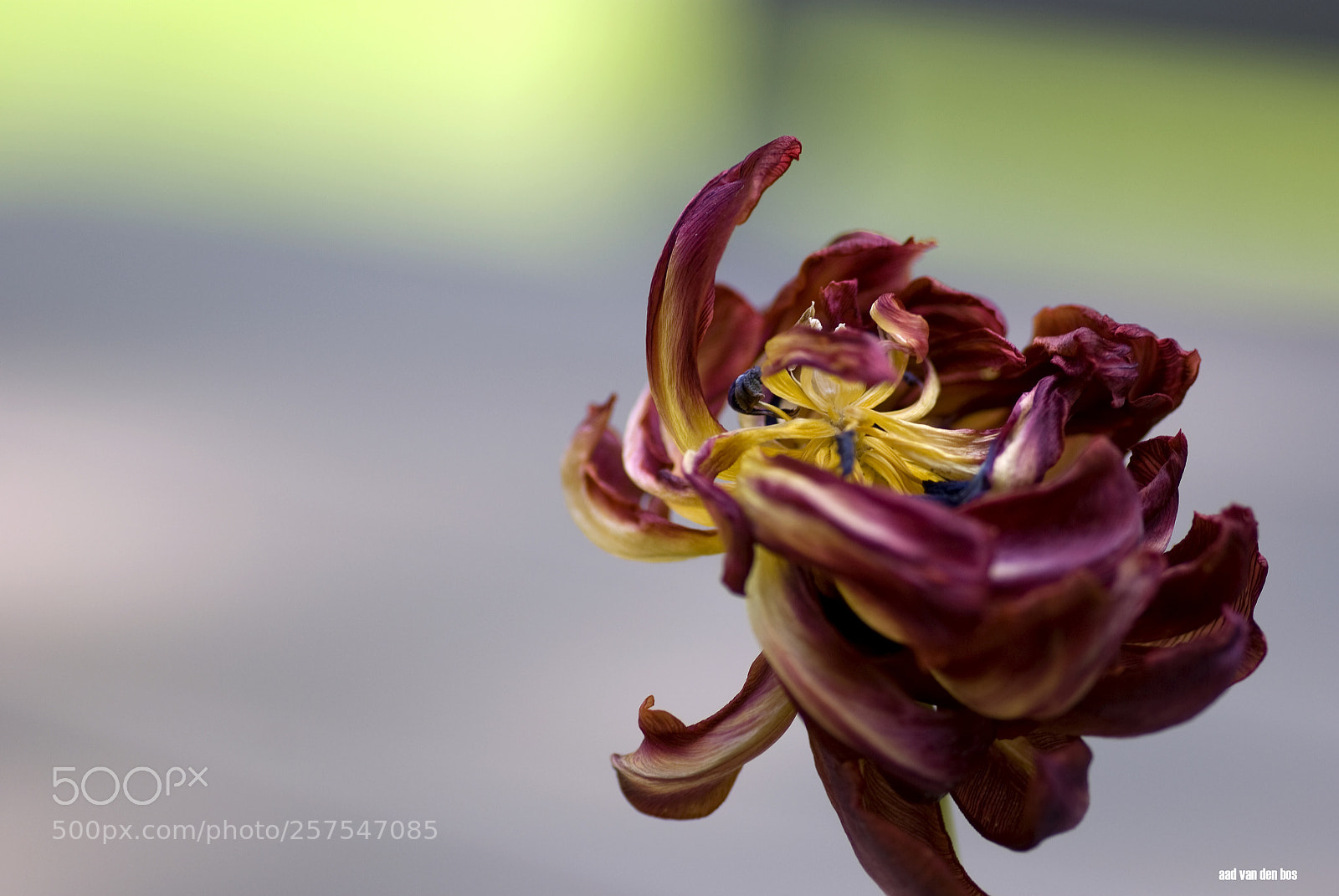 Nikon D80 sample photo. Tulip photography