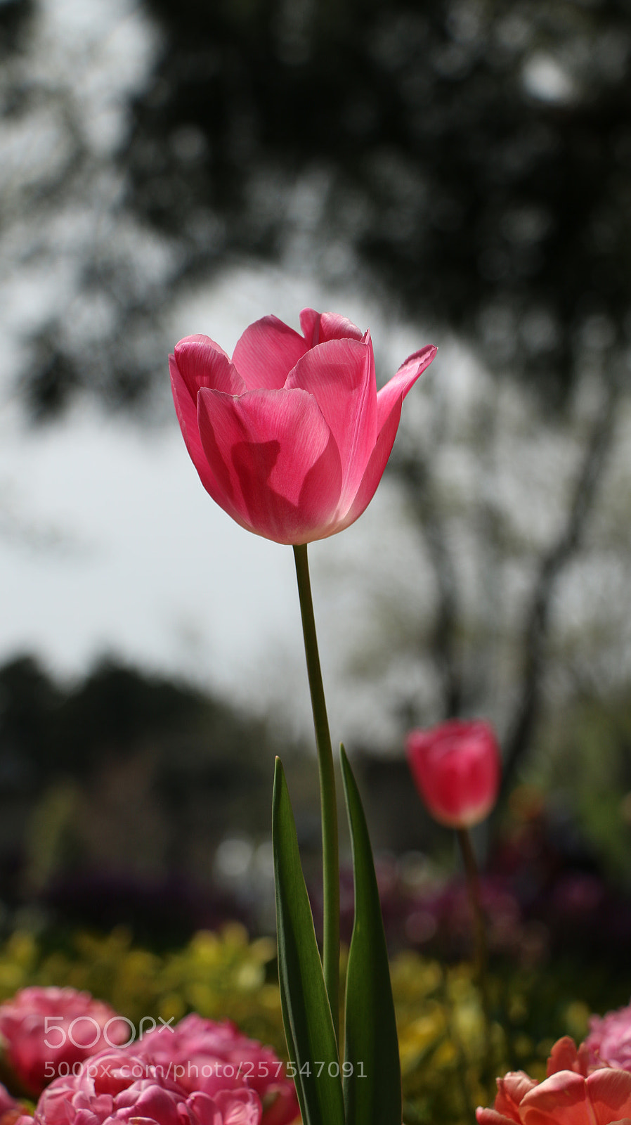 Canon EOS 70D sample photo. Tulip photography