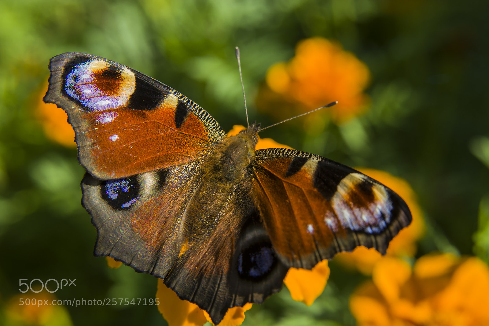 Nikon D5200 sample photo. Colorful peacock butterfly photography