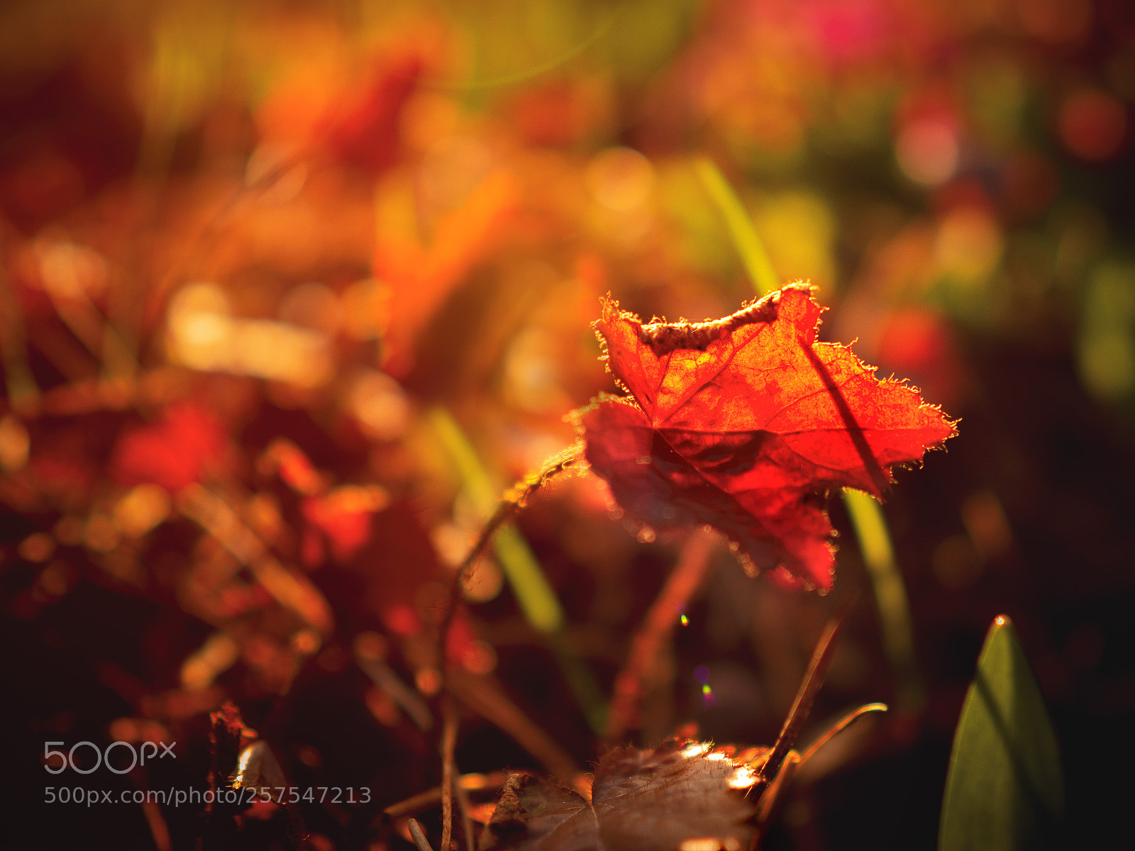 Olympus OM-D E-M10 sample photo. Little red leaf in photography