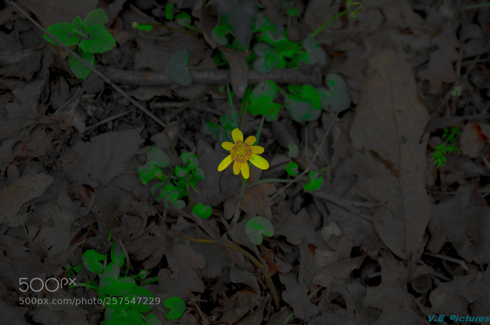 Pentax K-r sample photo. Untitled photography