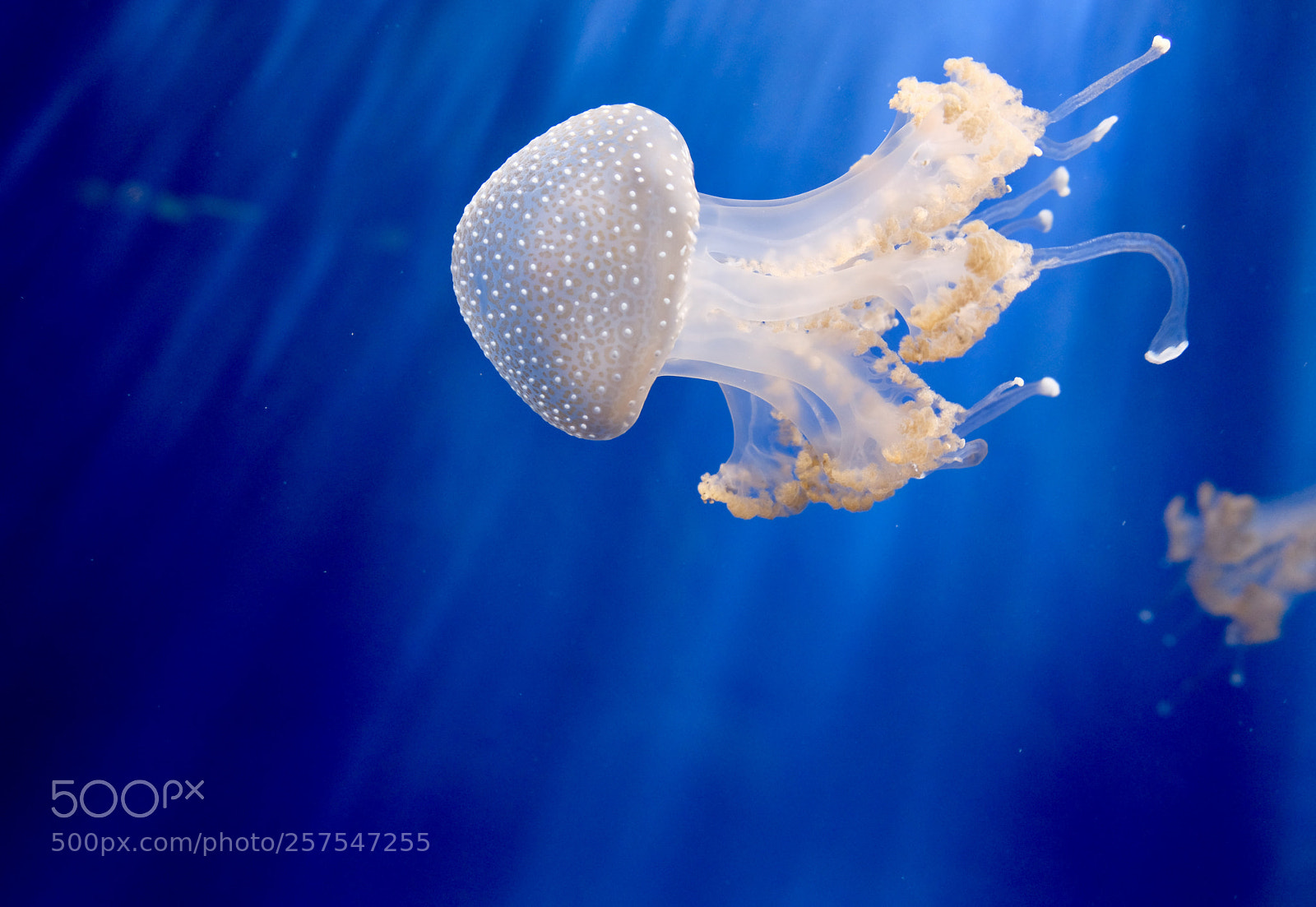 Fujifilm X-E3 sample photo. The jellyfish photography