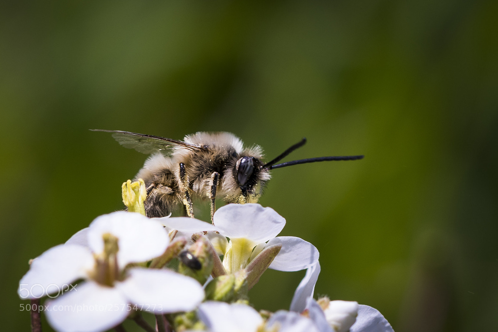 Nikon D500 sample photo. Long-horned bee photography