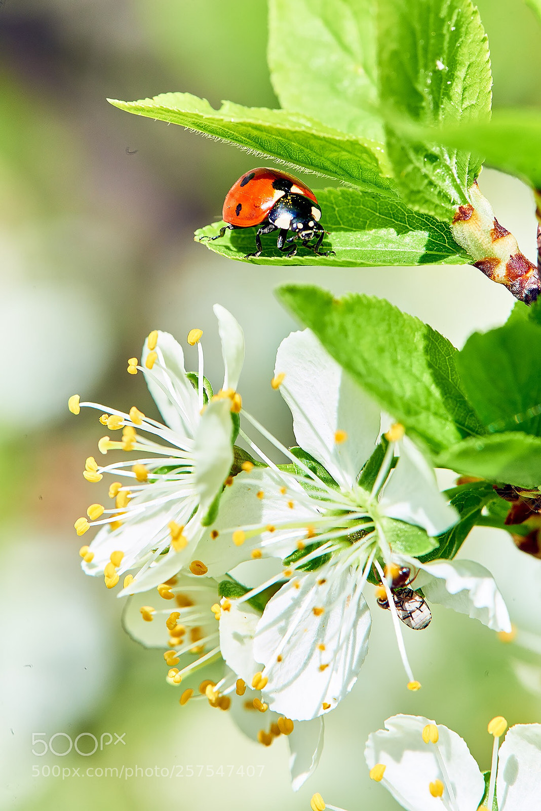 Nikon D800 sample photo. Nature! photography