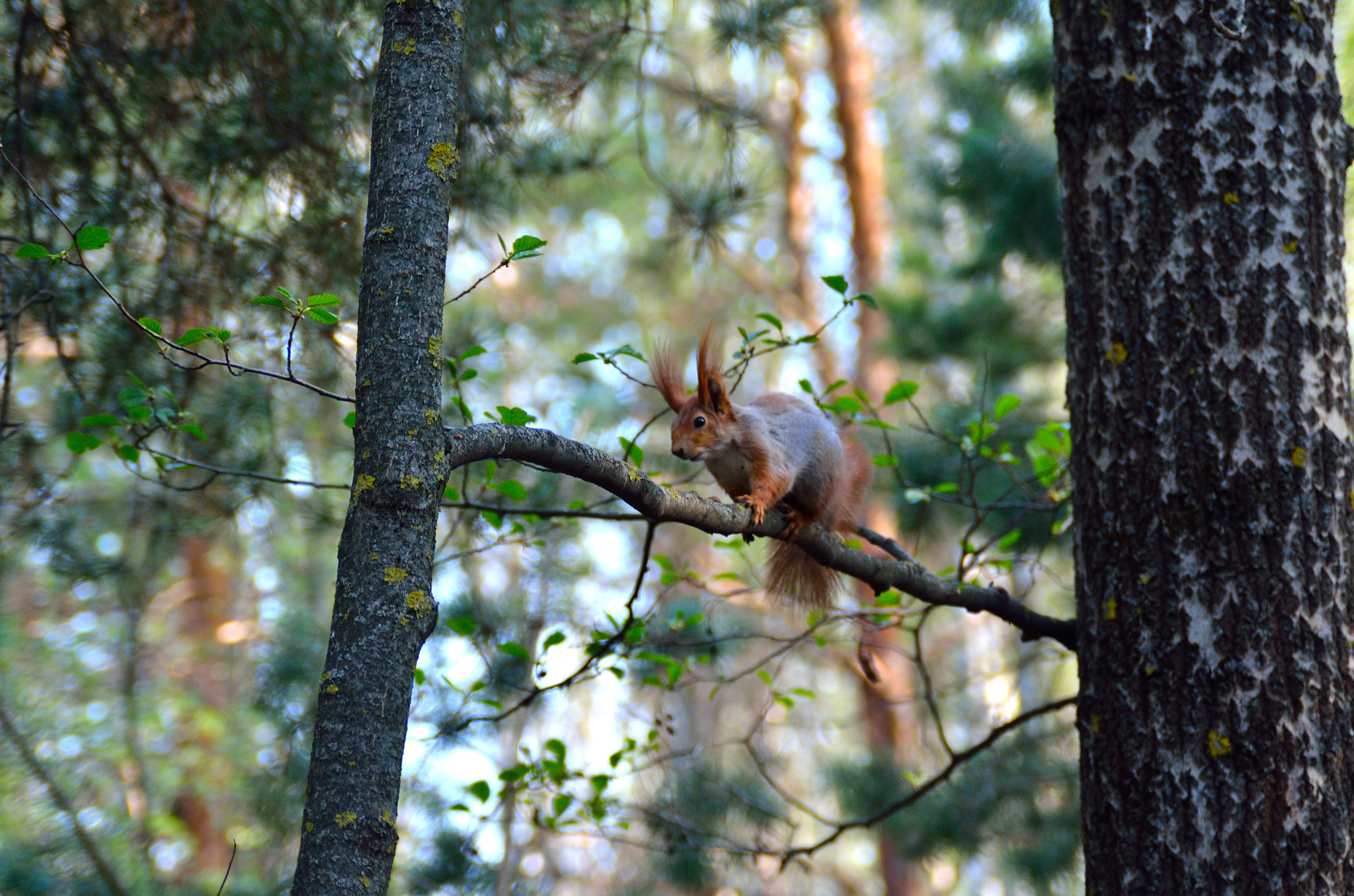 AF Zoom-Nikkor 28-105mm f/3.5-4.5D IF sample photo. Squirrel photography